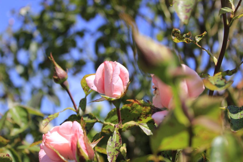 Den Bongaerd B&B And Wellness Tongeren Exterior foto